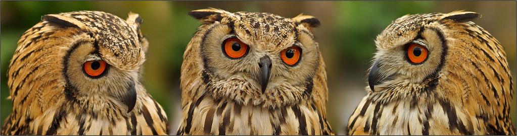Triple portrait Indian eagle owl