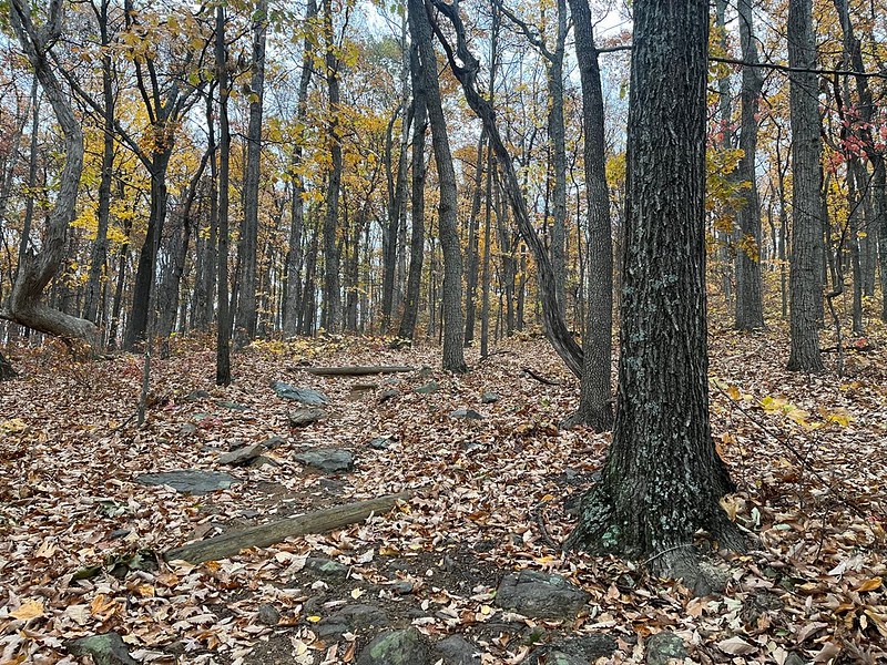A rocky uphill path in the woods with two protruding wooden water bars.