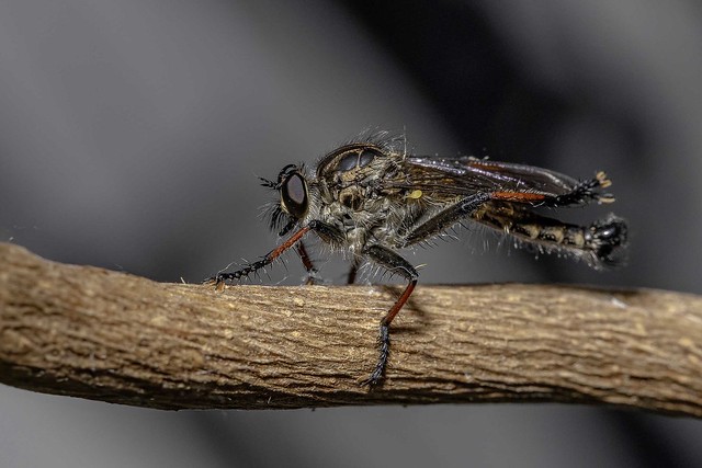 Robber fly       _MG_1341