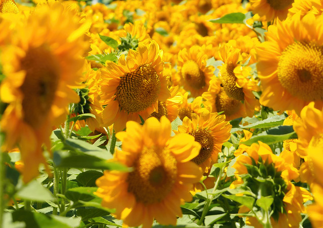 Florida Sunflowers