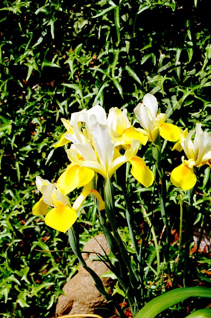 Yellow and White Iris (2)