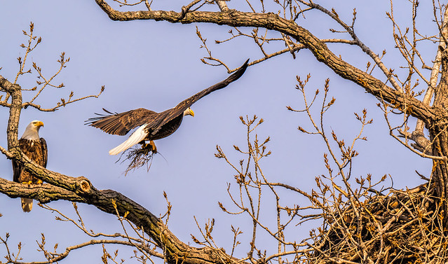Female Bald Eagle, bringing dry grass to the nest for lining.
