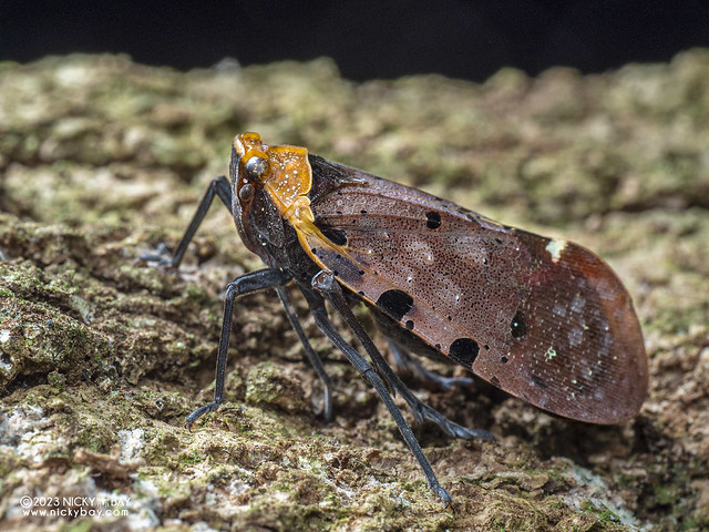 Lantern bug (Penthicodes atomaria) - PB203566
