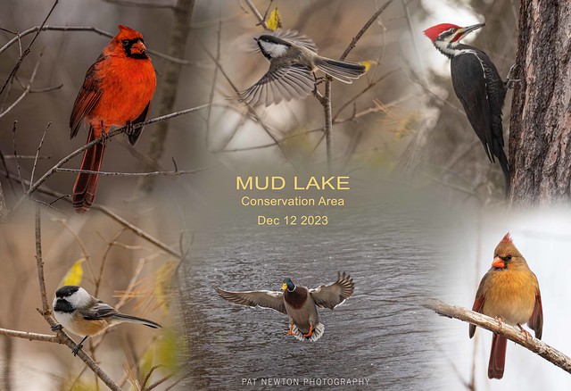 BIRDS AT MUD LAKE DEC 12 2023