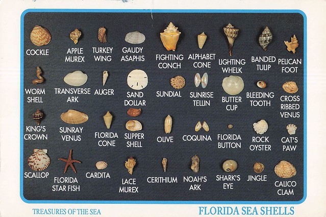 Florida Sea Shells