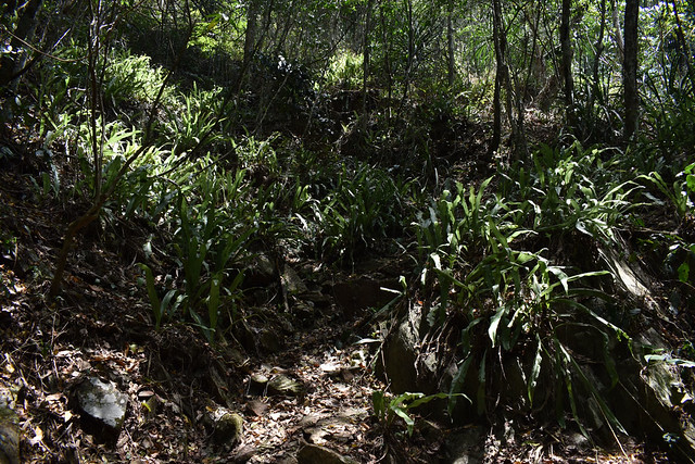 Microsorum punctatum, Barron Gorge National Park, near Cairns, QLD, 02/11/23