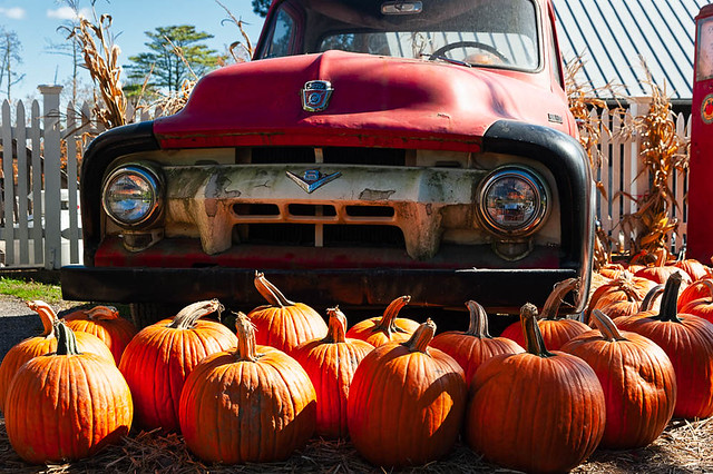 Pumpkins await customers at the base of a classic pickup truck