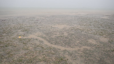 Dugong feeding trails, Chek Jawa north, Dec 2023