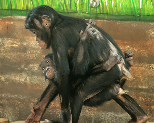 Bonobo Malembe and Maiyko Ouwehand ED8A3073