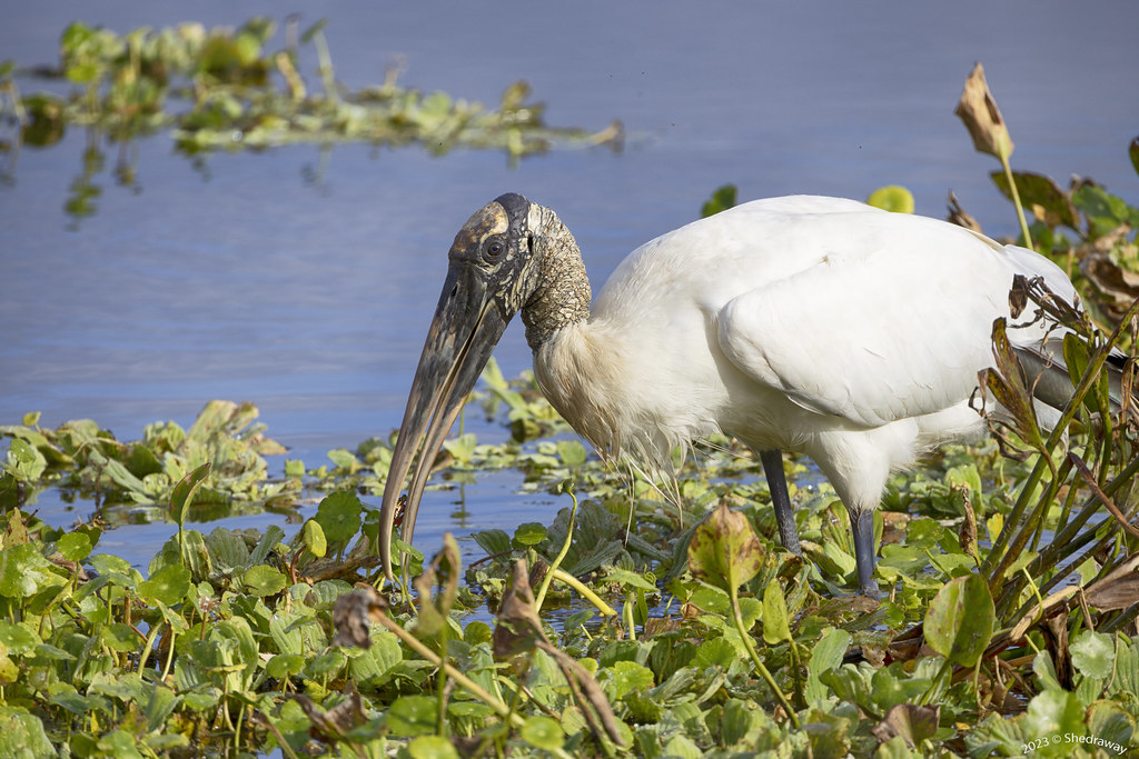 WoodStork Caught A Meal