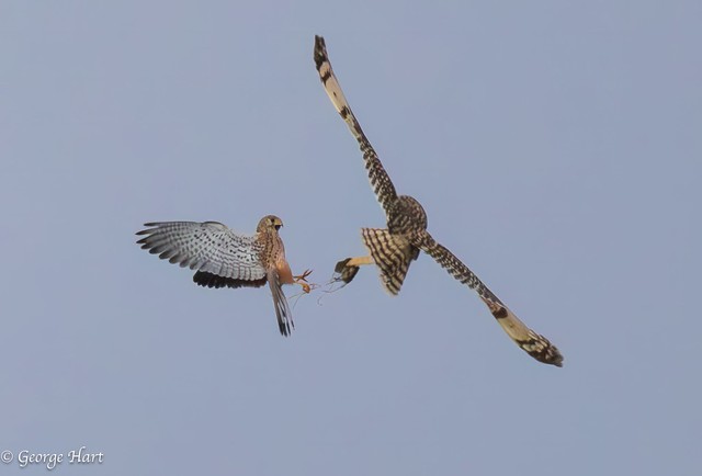 Kestrel trying to steal a Vole from a Short Eared Owl