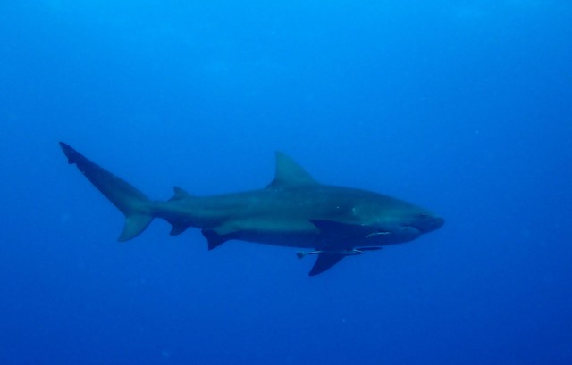 Bullenhai - Carcharhinus leucas - Bull shark