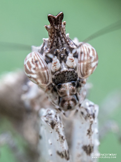 Boxer mantis nymph (Ceratomantis saussurii) - PB203492