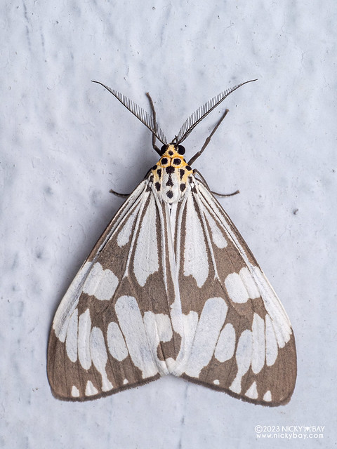 Magpie tiger moth (Nyctemera adversata) - PB192913