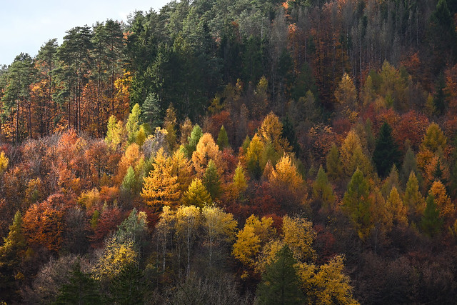 La forêt en habit d'automne