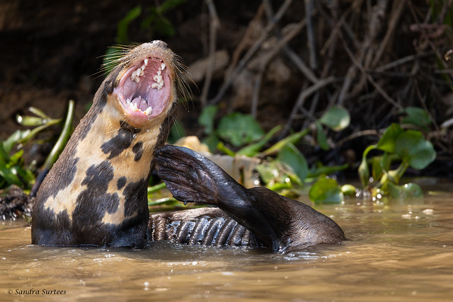Giant River Otter (Pteronura brasiliensis) P4A2538
