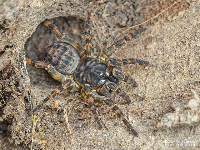 Armored trapdoor spider (Liphistius bristowei) - PB193437