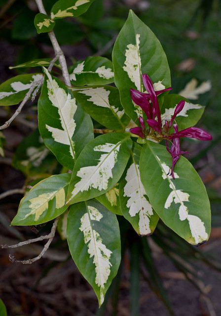 Graptophyllum pictum, Anderson Park, Townsville, QLD, 29/10/23