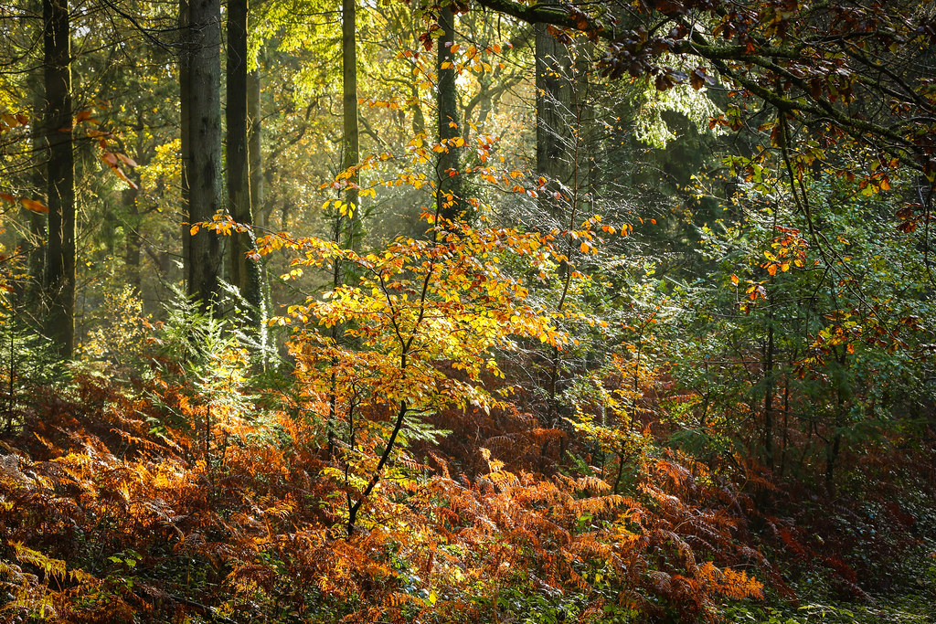 Late Autumn in the New Forest