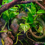 Hang On To What You Got Prehensile-tailed skink in the rain forest pyramid at Moody Gardens in Galveston, Texas