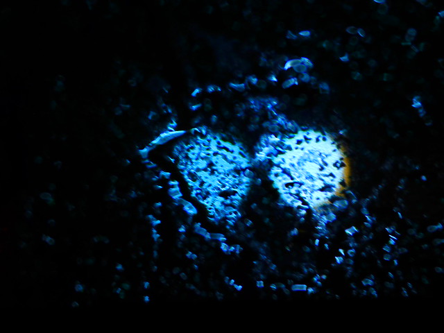 DSCN0560 ~ Pair of Mostly Blue Lightlings