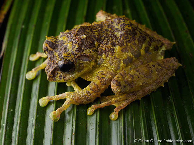 Mossy Bush Frog (Philautus macroscelis) ♀