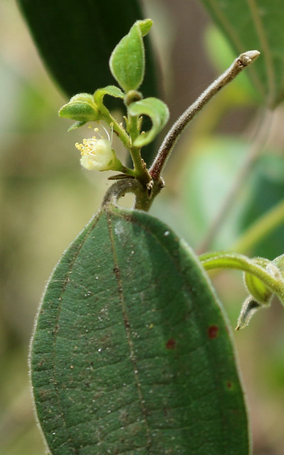 Scrub Turpentine (Rhodamnia rubescens)