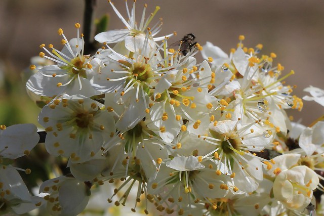 Blackthorn - Prunus spinosa- Dorset-150423 (2)