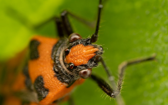 Corizus hyoscyami - cinnamon bug