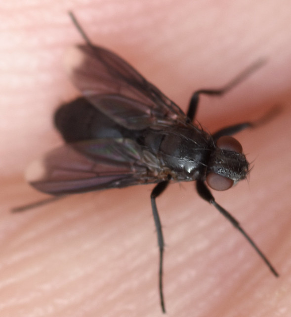 5.2 mm female woodlouse fly