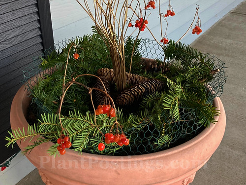 Winter pot