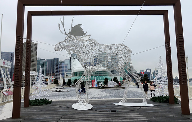 Vancouver's largest moose
