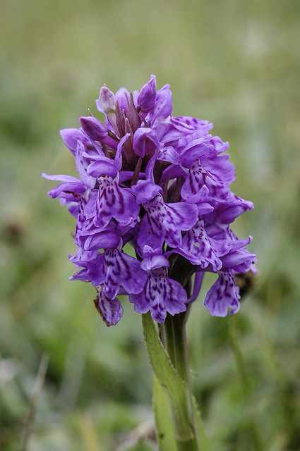 Meadow orchid, Ireland