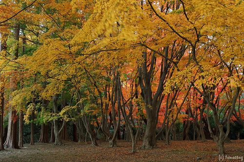 Autumn Color at Kouzanen Garden 2023