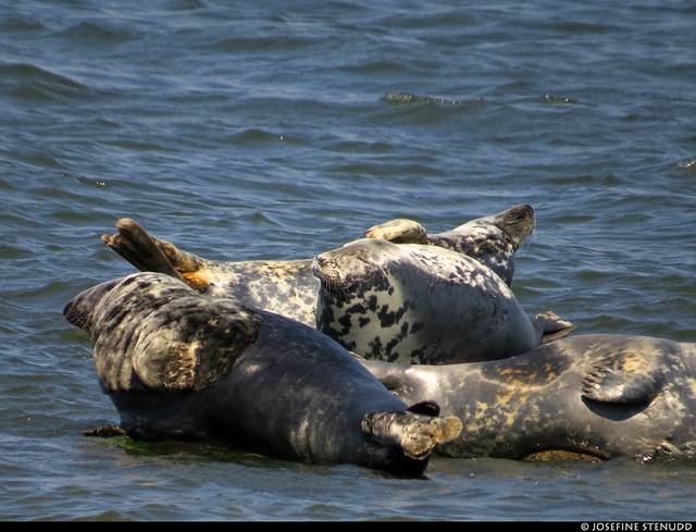 20220628_028 Grey seals (Halichoerus grypus) in Gotska Sandön National Park, Sweden