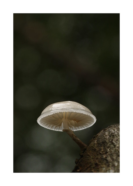 Porcelain Fungus at Blackwater, New Forest