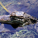 Cute as a Gator on a Lily Pad Juvenile alligator. Sheldon Lake State Park. Texas.  Guessed to be about 4 feet in length (1.2 meters).  Upon “discovering” Florida, Spanish explorers dubbed these unknown creatures “el legato”,  or Lizard, THE (as in mother of all lizards).