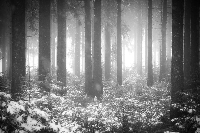 Winter foggy forest