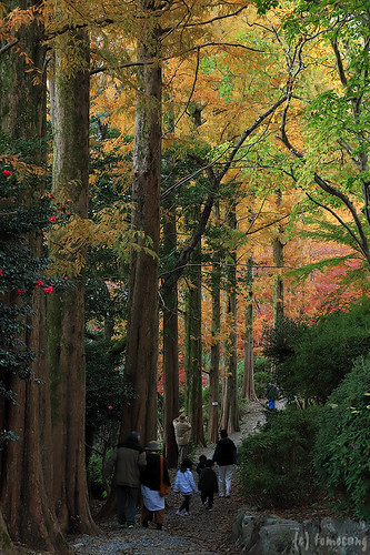 Autumn Color at Kouzanen Garden 2023