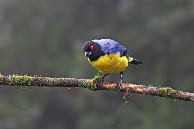 Hooded Mountain-Tanager (Ecuador)