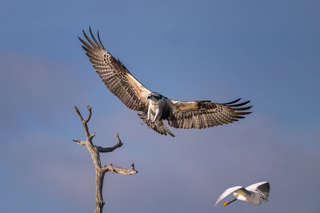 Osprey coming in for a landing while chasing off a Snowy Egret at Babcock Wildlife Management Area