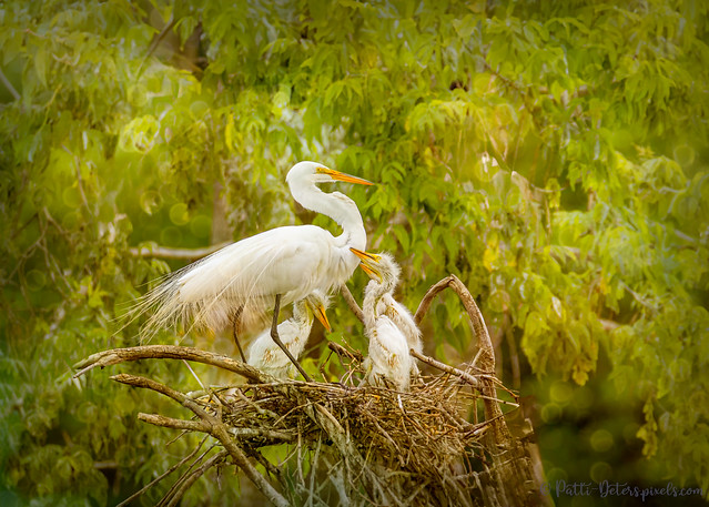 Springtime for Egrets