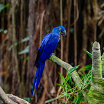 Blue Bird of Happiness Hyacinth macaw in the rain forest pyramid at Moody Gardens in Galveston, Texas
