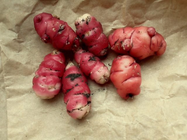 Challenge Friday 2023, wk 50, theme red (3) - Red oca tubers saved for planting next year