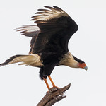 Crested Caracara Ready for Liftoff Crested Caracara Ready for Liftoff