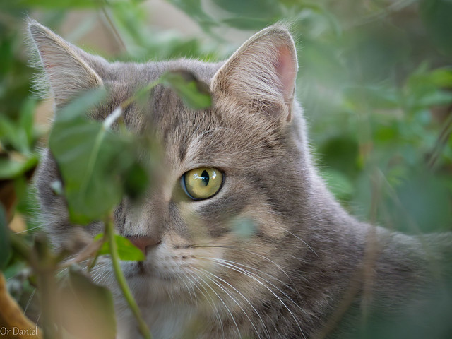 cat in a bush