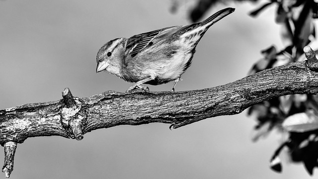 A wary sparrow