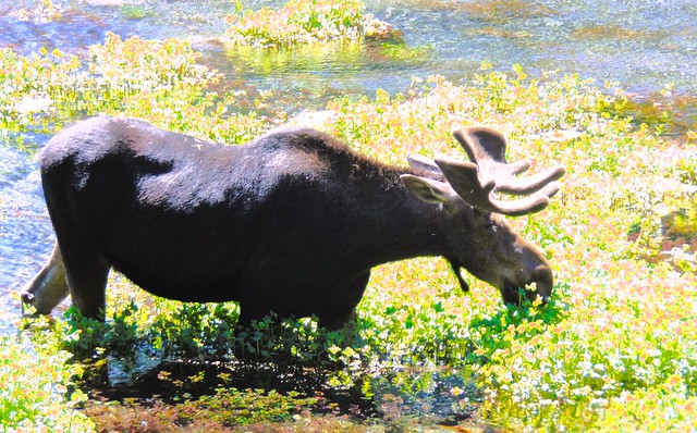 Bull Moose Lunch