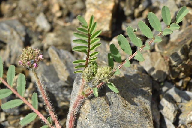 Astragalus echinatus 22-04-29 03 ES