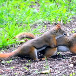 DSC_0660 American red squirrel ~ Tamiasciurus hudsonicus ~ Pine Squirrel ~ Chickaree ~ Écureuil roux ~ My yard in Sparta, New Jersey     